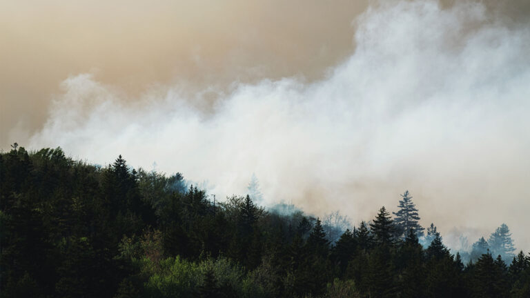 Smoke over forest and trees